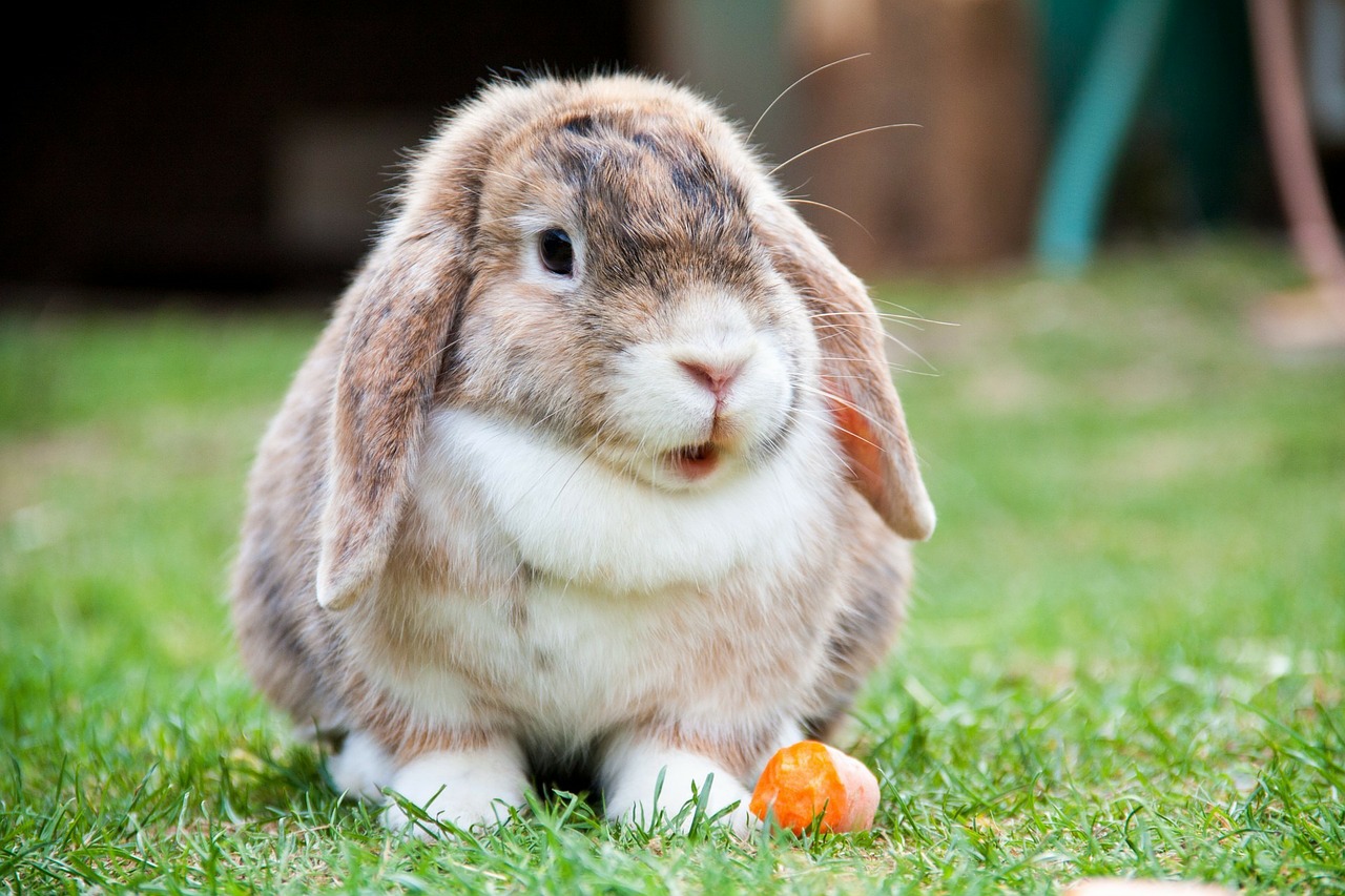Kaninejer: Derfor er det vigtigt med et stort kaninbur
