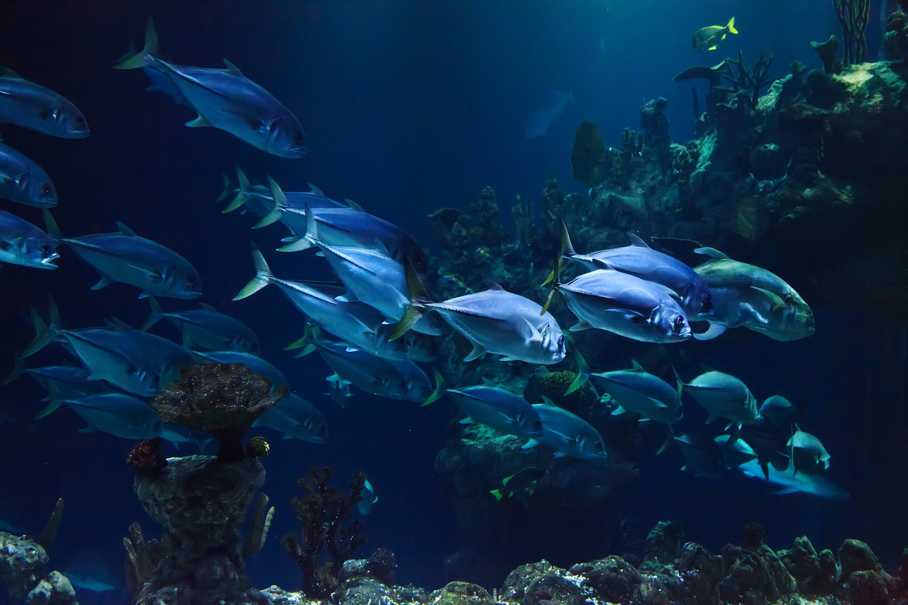 Udlev interessen for fisk med akvarier og fiskestang