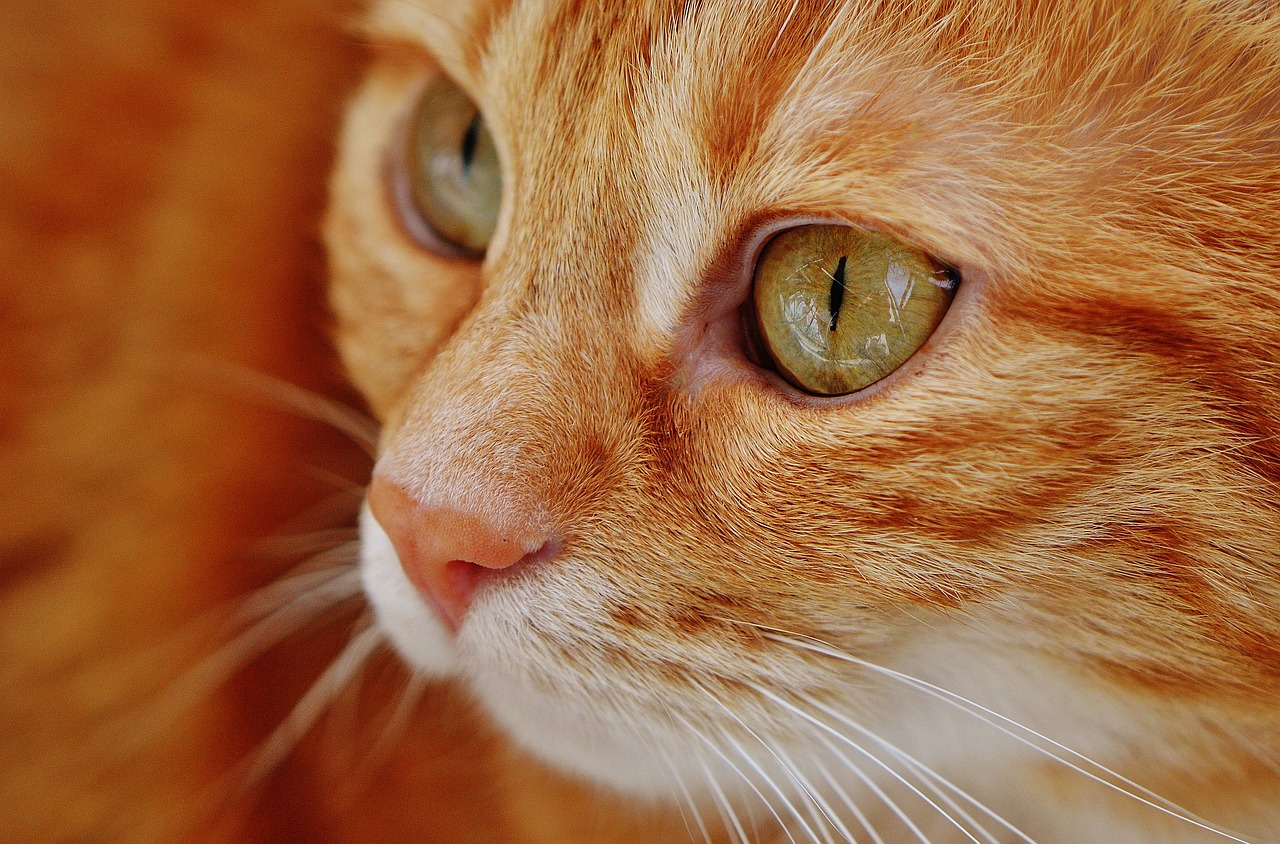 Kattens historie: fra vildkat til huskat