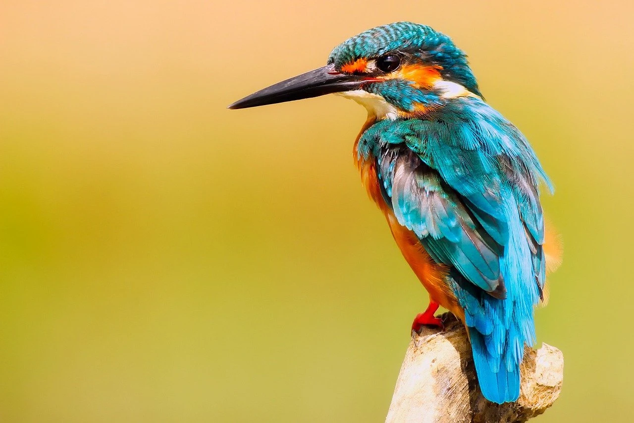 Tæt på halvdelen af verdens fuglearter er i tilbagegang