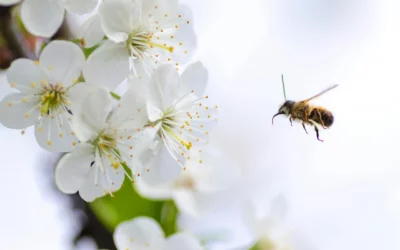 Sådan skaber du en bi- og sommerfuglevenlig have