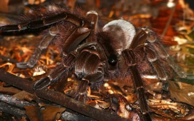 De 20 største edderkopper i verden (i 2024)
