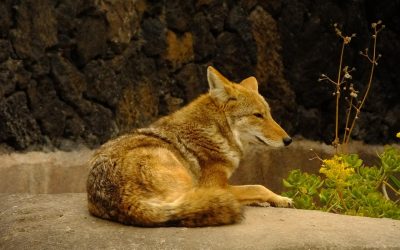 Tre dyr du kan møde i Mojaveørkenen – når du skal til Las Vegas