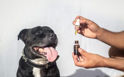 Forståelsen af CBD i Danmark – en voksende trend