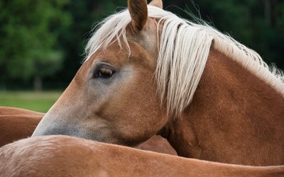 Foder og grundlæggende udstyr