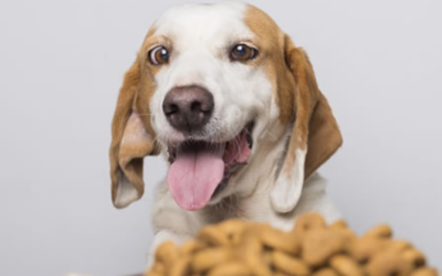 Hvilket hundefoder skal jeg vælge?